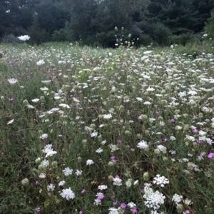 Meet your Posher, Triona